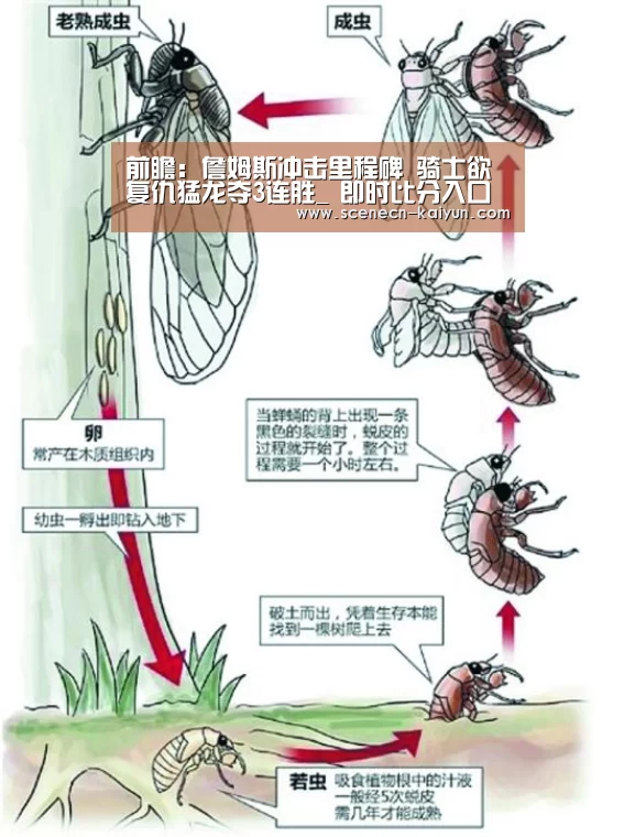 开云 