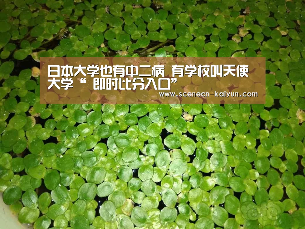  即时比分入口